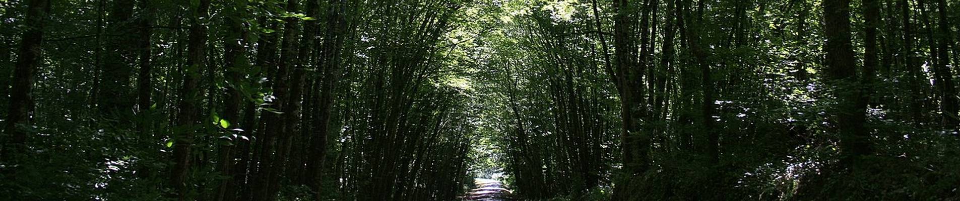 Balade dans la forêt de la Double