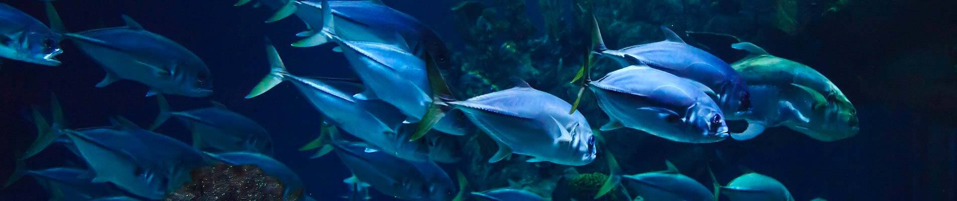 aquarium dordogne bugue