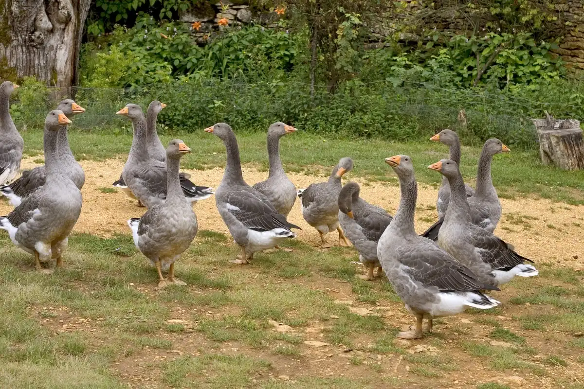 ferme parcot dordogne